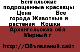 Бенгальские подрощенные красавцы. › Цена ­ 20 000 - Все города Животные и растения » Кошки   . Архангельская обл.,Мирный г.
